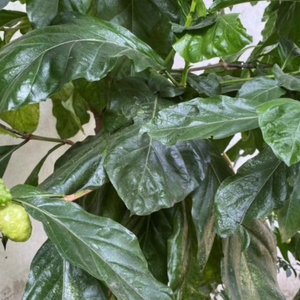 Hojas de Noni Secas de Vietnam para la Elaboración de Bebidas Aromáticas y la Formulación de Líneas de Energía Natural de 99 Gold Data - Product Image 4