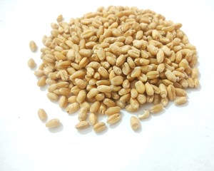 Grano de Trigo de Grado Alimenticio con Alto Contenido de Proteínas para Consumo Humano, Proveedor y Exportador al por Mayor con 24 Meses de Vida Útil - Product Image 6