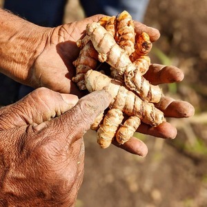 Cúrcuma Seca y Limpia, Selección de Raíz Entera con Aroma a Tierra, Lista para Exportación en Bolsas y Suministro a Granel Confiable a Nivel Mundial - Product Image 1