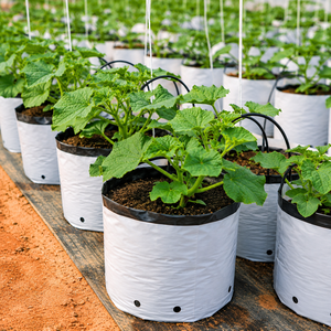 Bloc de tourbe blanc durable et biodégradable, conçu pour la culture en serre et en extérieur de légumes, fleurs et herbes - Product Image 2