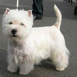 Wood Handle Dog Comb Fine Coarse <b>Teeth</b> Pet Grooming <b>Tool</b> Hair Removal Undercoat <b>Cleaning</b> - Product Image 6
