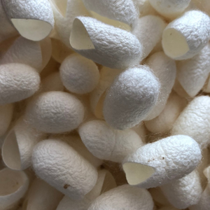 Coton de cocon de soie authentique du Vietnam pour les besoins de l'industrie textile et la confection de vêtements élégants 99 Gold Data Co - Product Image 1