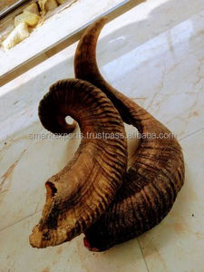 Cuerno de Oveja Natural, Calidad de Exportación, Material Orgánico, Pieza Decorativa Africana Hecha a Mano, Regalo Festivo con Forma Natural Única - Product Image 5