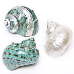 Coquillage turquoise naturel émaillé, fait main, durable, en matériau organique, décoration d'intérieur, artisanat au toucher réel, forme naturelle, souvenir - Product Image 5