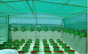 Green Shade Net Garden Canopy Plant Cover Sunshade <b>Screen</b> for Potted Plants Outdoor <b>Patio</b> - Product Image 4