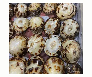 ベトナムの海からの高品質のポーランドの貝殻チェラナ貝殻リンペット装飾品を安い価格で