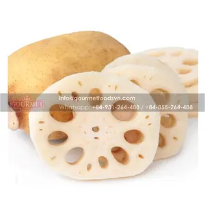 High Quality And Delicious Lotus Root From Vietnam Bring Many Nutrition/ Vietnam Food Export Products