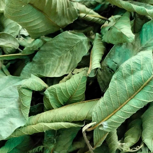 BEST-SELLER Feuilles de Goyave Séchées pour Tisane Minceur, Soutien Contre l'Acné et la Toux, Sac PP de 40 kg, Export Viet Delta Co. LTD, Durée de Conservation 24 Mois - Product Image 6