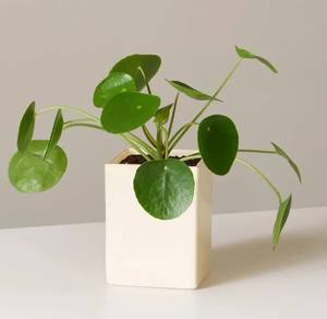 Maceta de Cerámica de Lujo en Dos Tonos con Esmalte Premium, Construcción Duradera, Decoración Moderna para Interiores, Hogar y Jardín - Product Image 6