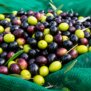 Red para aceitunas, red de recolección de aceitunas, red de captura de aceitunas, red de cosecha de aceitunas, red de suelo para aceitunas, red de captura de aceitunas caídas - Product Image 1