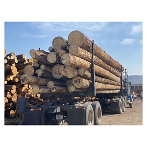 Madera de Troncos de Primera Calidad para Construcción, Fabricación de Muebles y Aplicaciones Industriales de Procesamiento de Madera - Product Image 4