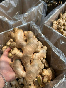 <b>Fresh</b> <b>ginger</b> root in bulk from Vietnam supplier Bao Tram Anh best price - Product Image 4