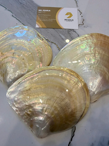 PLATO DE NÁCAR IRIDESCENTE PREMIUM |   Brillo 100% Natural |   DECORACIÓN DE HOGAR DE LUJO 15-30CM - Product Image 3