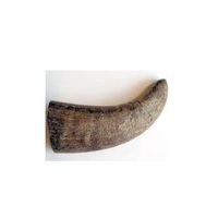 Cornes de buffle/vache et pointes de cornes personnalisées en gros, qualité naturelle, cornes de buffle et de bœuf