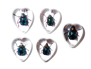 Escarabajo de Hoja Brillante, Espécimen Real, Cabujón de Plástico en Forma de Corazón 17x21 mm, Base Plana Transparente para Manualidades y Joyería - Product Image 4