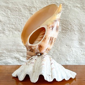 Sea shell lamp excellent quality seashell lamps large decor <b>night</b> <b>light</b> made of ocean shells - Product Image 4