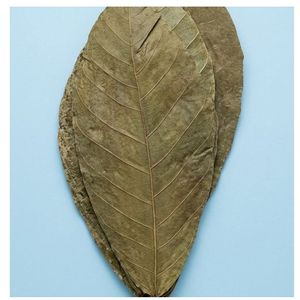 Hojas de Cacao Ecológicas YAMUNA de 19-25 cm (7-9 Pulgadas) para Acuario, Paquete de 12 Hojas - Product Image 2