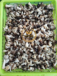 Volvariella volvacea. เห็ดฟางกระป๋องจากเวียดนาม - Product Image 6