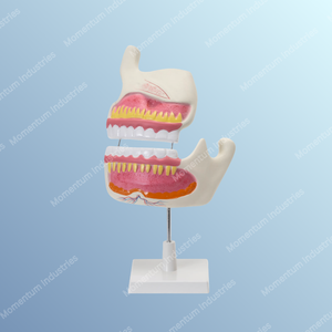 Modèle d'anatomie dentaire 4D pour adultes, kit pédagogique pour l'enseignement médical - Product Image 1