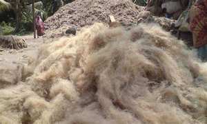 บรรจุภัณฑ์แบบกำหนดเองเกรดดีเป็นมิตรกับสิ่งแวดล้อมส่งออกข้อเสนอที่ถูกที่สุดของการตัดปอกระเจาในขนาดที่แตกต่างกันแคดดี้จากบังคลาเทศ - Product Image 2