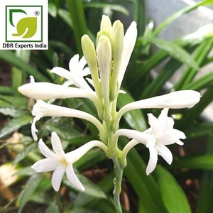 Top Grade Tuberose Oil #1 Natural Tuberose <b>Flower</b> Extract Premium Perfume Raw Material for Cosmetic Formulations - Product Image 3