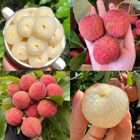 Verse rode lychees uit Vietnam, exportkwaliteit tropisch fruit voor importeurs en distributeurs
