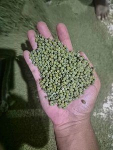 Meilleures ventes : Haricots mungo verts entiers Sortex, qualité supérieure pour l'exportation et la vente en gros - Product Image 2
