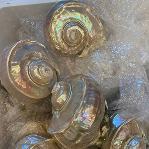 เปลือกหอยมาร์มาทาตัสสุดหรู: เปลือกหอยมุกสีรุ้ง |   เปลือกหอยสีเขียวขนาดใหญ่ลายแถบสำหรับตกแต่งบ้านริมชายหาด - Product Image 1