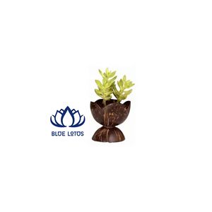 BEST SELLER Pot en coquille de noix de coco sculpté artistiquement |   Conteneur de plantes écologique et durable pour cadeau - Product Image 1