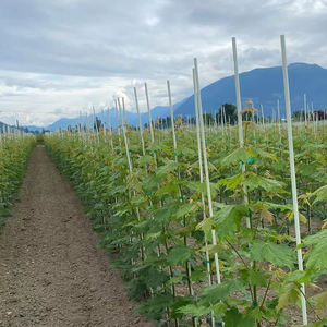 Varillas de Fibra de Vidrio FRP Sólidas y Flexibles de Alta Calidad para Construcción de Túneles, Servicio de Corte, Alta Resistencia, Anticorrosión, 3mm-12.7mm - Product Image 5