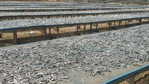 Anchoas Secas de Alta Calidad para Restaurantes y Servicios de Alimentos - Product Image 4