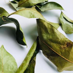 Organic Fermented Dried Soursop Leaves Broken Black <b>Tea</b> Vietnam Health <b>Tea</b> Non Sugar Grade a 100% Pure 25 <b>Tea</b> Bags <b>Box</b> - Product Image 5