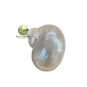 Conchas Naturales Turbo de Repuesto para Cangrejos Ermitaños, Conchas Marinas Pulimentadas y Coloridas, Accesorios para Acuarios, Decoración Costera para el Hogar - Product Image 5