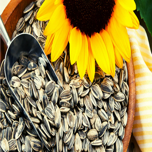 Graines de tournesol blanches décortiquées, bio, hybrides, grillées et salées, sac de 50 kg, saveur turque, ukrainienne, pour oiseaux, Bulgarie - Product Image 1