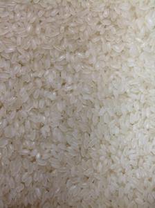 ดี sortex japonica เนื้อสีขาวเนื้อนุ่มสไตล์อียิปต์/เวียดนามลายเมล็ดยาวแห้ง WS + 84 971629648-Ms โลนา - Product Image 5