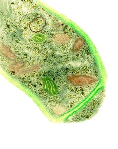 Fertilizante Biológico en Polvo de Trichoderma Reesei, 100% Puro, Aplicación en Suelo - Product Image 1