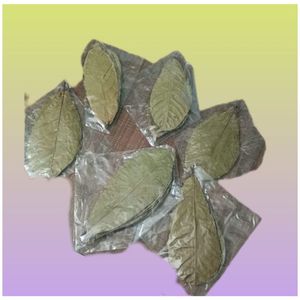 Hojas de Cacao Ecológicas YAMUNA de 11-18 cm (4-7 Pulgadas) para Acuario, Paquete de 24 Hojas - Product Image 3