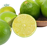 Vietnamese biologische verse groene limoenen, pitloos, voor gebruik in voedsel & dranken, 2-3 weken houdbaarheid, exportverpakking, A-kwaliteit.
