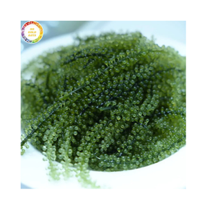 Uvas de Mar Frescas de Vietnam de Alta Calidad, Caviar Verde Comestible, Algas Marinas a Granel para Sushi, Ensaladas y Mariscos - Product Image 1