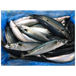 Pescado Atún del Pacífico Orgánico Congelado, Tamaño Grande 300-500g, Parte del Cuerpo, Conservación en Agua, Empaque a Granel - Product Image 4