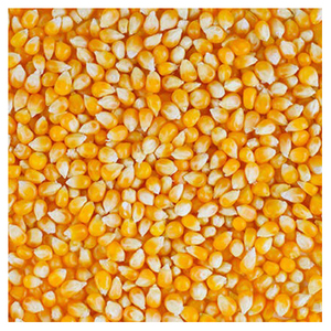 High Quality Yellow Corn Maize <b>Grains</b> Feed Corn Maize for Animal - Product Image 3