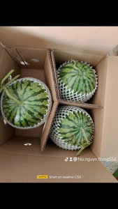 Sandía sin Semillas de Alta Calidad – Fresca de Granja Vietnamita, Dulce y Jugosa, Ideal para Compradores Mayoristas - Product Image 5