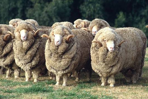 Wholesale Merino Sheep for Commercial <b>Wool</b> Production and Livestock Farms - Product Image 2