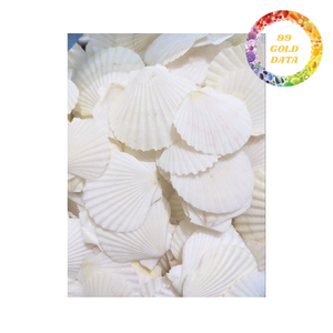 Conchas de Vieira Decorativas Naturales Hechas a Mano, Ecológicas y Libres de BPA para Diseño de Interiores, Bodas y Fiestas - Product Image 1