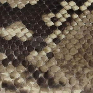 Portefeuilles en cuir texturé serpent multi-compartiments pour usage professionnel, en vente - Product Image 5