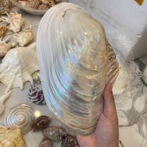 Conchas marinas naturales de Vietnam para una decoración elegante del hogar y accesorios únicos para exhibir y guardar joyas de 99 Gold Data Co. - Product Image 3