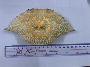 Premium Grade 10-12cm <b>Crab</b> Shells Seashell for Export - Best Quality Dried <b>Crab</b> Shells OEM Packing From Vietnam - Product Image 3