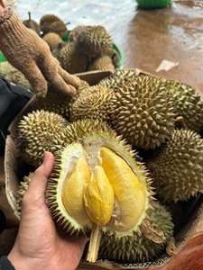 ทุเรียนสดเวียดนาม รุ่นริ6 มุนทอง ผลไม้คัดสรรธรรมชาติ สำหรับรับประทานสด ของหวาน จัดเลี้ยง อาหารแปรรูป ขายปลีก และส่งออก - Product Image 4