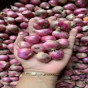 Cebollas Rojas de Alta Calidad, Grado Superior, Frescas, al por Mayor, Nueva Cosecha, Almacenamiento a Largo Plazo, 12 Meses de Vida Útil, 55 cm, Sabor Intenso, para Cocinar - Product Image 2