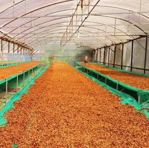 Bebida Especializada Natural Procesada en Bolsa con Cierre Hermético, Café Robusta Dalakon Ho Chi Minh Tostado Francés Premium en Grano Entero con Cafeína - Product Image 6